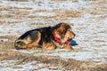 Famous Tibetan mastiff is guarding the entry to the camp Royalty Free Stock Photo