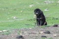 Famous Tibetan mastiff is guarding the entry to the nomad's camp Royalty Free Stock Photo