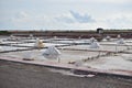 Famous tile- paved salt field scenery in Tainan, Taiwan