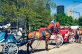 Beautiful Horses and Carriages in Central Park in New York City. New York City/USA Royalty Free Stock Photo
