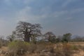 Famous tree of africa. Baobab. Angola.