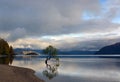 Famous Tree Growing in Lake Wanaka, New Zealand Royalty Free Stock Photo