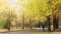 Famous tree in Japanese autumn is the ginkgo and there is a ginkgo avenue in Hokkaido University