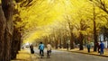 Famous tree in Japanese autumn is the ginkgo and there is a ginkgo avenue in Hokkaido University