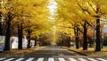 Famous tree in Japanese autumn is the ginkgo and there is a ginkgo avenue in Hokkaido University