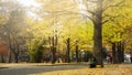 Famous tree in Japanese autumn is the ginkgo and there is a ginkgo avenue in Hokkaido University