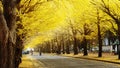 Famous tree in Japanese autumn is the ginkgo and there is a ginkgo avenue in Hokkaido University