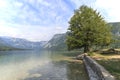 Famous tree on lake Bohinj, a famous destination not far from lake Bled.