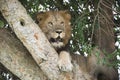 Tree Lion in Uganda, Male Lion in Tree, Rarely Tree Lion