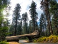 Famous Tunnel Log in Sequoia National Park, California, USA