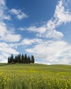 Famous Tuscan cypress trees Royalty Free Stock Photo