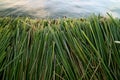 The Famous Uros Floating Islands, Built with Totora Reeds, Lake Titicaca, Puno, Peru, South America Royalty Free Stock Photo