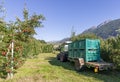 The famous Val Venosta apples are ripe and ready to be harvested in the green crates, Lasa, South Tyrol, Italy