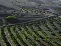 Famous vineyards of La Geria on volcanic soil Lanzarote Island