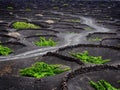 Famous vineyards of La Geria on volcanic soil Lanzarote Island Spain