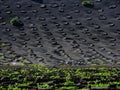 Famous vineyards of La Geria on volcanic soil Lanzarote Island