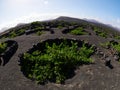 Famous vineyards of La Geria on volcanic soil Lanzarote Island Royalty Free Stock Photo