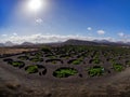 Famous vineyards of La Geria on volcanic soil Lanzarote Island