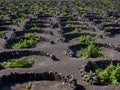 Famous vineyards of La Geria on volcanic soil Lanzarote Island Royalty Free Stock Photo