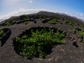 famous vineyards of La Geria on volcanic soil in Lanzarote Island, Canary islands, Spain