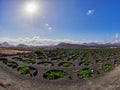 famous vineyards of La Geria on volcanic soil in Lanzarote Island, Canary islands, Spain Royalty Free Stock Photo