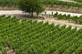 Famous Vineyards of Rudesheim am Rhein, Germany Royalty Free Stock Photo