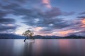 Famous `That Wanaka Three` in New Zealand in the gusty evening wind under sunset coloured sky