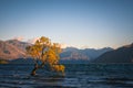 Famous That Wanaka Three in New Zealand in the gusty wind of the morning Golden hour Royalty Free Stock Photo