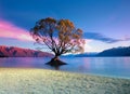 The famous Wanaka Tree at Lake Wanaka Otago New Zealand. Generative AI