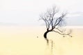 The famous Wanaka tree or Lonely Tree of Wanaka, at lake Wanaka , South Island, New Zealand