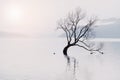 The famous Wanaka tree or Lonely Tree of Wanaka, at lake Wanaka , South Island, New Zealand Royalty Free Stock Photo