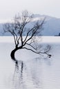 The famous Wanaka tree or Lonely Tree of Wanaka, at lake Wanaka , South Island, New Zealand