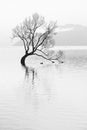 The famous Wanaka tree or Lonely Tree of Wanaka, at lake Wanaka , South Island, New Zealand