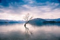 Famous Wanaka Tree and Mount Aspiring National Park, Southern Alps, New Zealand Royalty Free Stock Photo