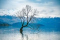 Famous Wanaka Tree and Mount Aspiring National Park, Southern Alps, New Zealand Royalty Free Stock Photo