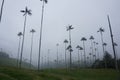 The famous wax palm trees of the Cocora Valley, Valle de Cocora on a foggy day, Eje Cafetero, Salento, Colombia Royalty Free Stock Photo