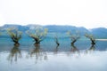 The Famous Willow Trees of Glenorchy