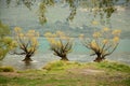 The Famous Willow Trees of Glenorchy