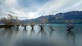 The Famous Willow Trees of Glenorchy