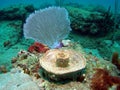 Fan and Barrel Coral Royalty Free Stock Photo