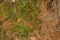 Fan Clubmoss - Diphasiastrum digitatum