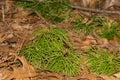 Fan Clubmoss - Diphasiastrum digitatum