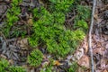Fan clubmoss on the ground