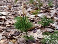A fan clubmoss with spore forming strobili growing on a forest floor. Royalty Free Stock Photo