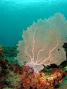 Fan Coral Royalty Free Stock Photo