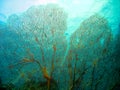 Fan Coral Royalty Free Stock Photo