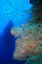 Fan coral and Dive Boat