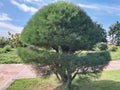 Fan cypress ornamental tree