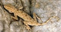 Fan-fingered Gecko hiding in rock crevices. Judean Desert, Israel