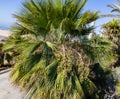 Fan Ornamental palm with fruit clusters on the streets of Los Angeles